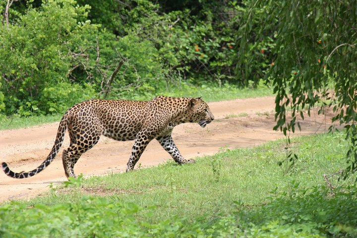 Full day safari - Janaka safari jeep tours 